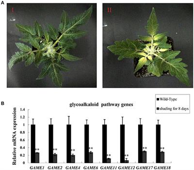 Manipulation of Light Signal Transduction Factors as a Means of Modifying Steroidal <mark class="highlighted">Glycoalkaloids</mark> Accumulation in Tomato Leaves